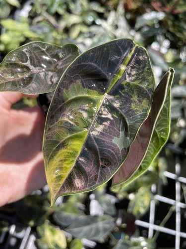 Alocasia azlanii aurea - azlanii,