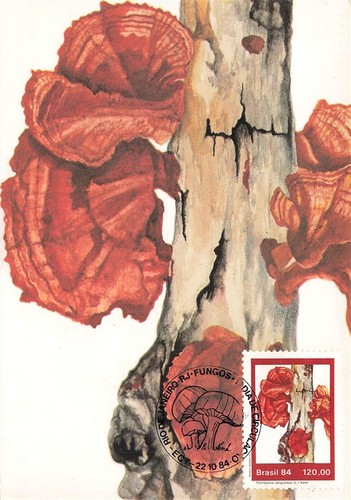 159239 funghi brasile maxi - brasile,