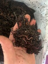 Lombrichi Rossi Californiani Eisenia fetida e Eisenia andrei gr. 250