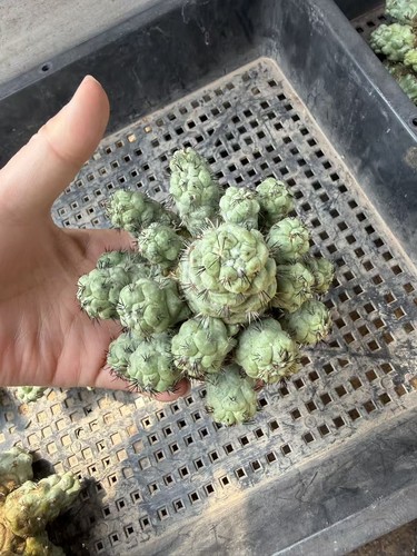 Pianta succulenta multitesta