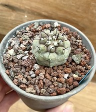 Copiapoa Cinerea loc.Monte
