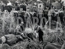 Foto vintage Animali, Caccia al rinoceronte con la Regina, 1961, stampa 20x13cm