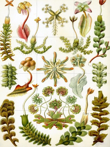 Piastrella murale mosaico - piastrella, murale/mosaico