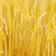 Panasonic Lumix DMC TZ 20 /