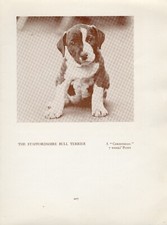 STAFFORDSHIRE BULL TERRIER