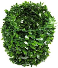 Edera Finta,22,5 Metri Edera