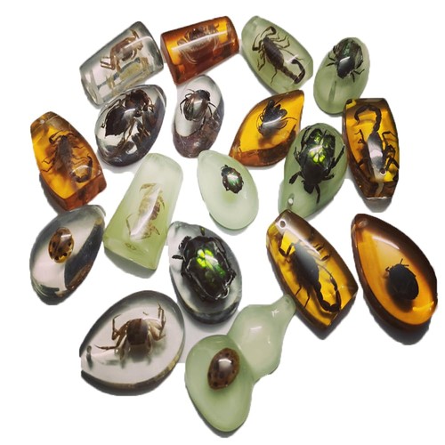 Fossili insetti in - insetti,