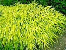30 SEMI ERBA FORESTALE GIAPPONESE TUTTO ORO - Hakonechloa macra 'tutto oro'