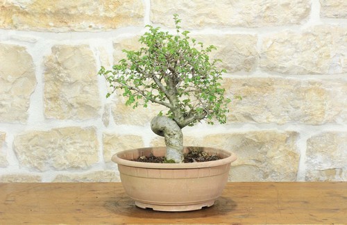 Pre bonsai olmo campestre - pre,