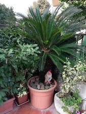 CYCAS REVOLUTA CICAS PALMA IN VASO H CM 110 SPLENDIDA 