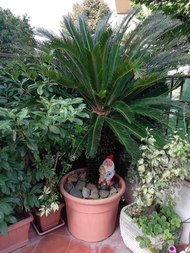 Cycas revoluta cicas palma - cycas,