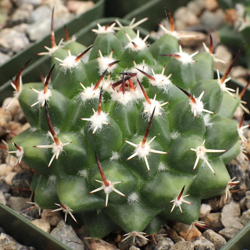 Mammillaria magnimamma 10 - mammillaria,