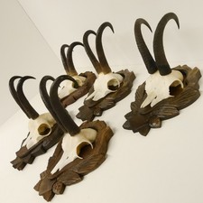 5 Pezzi Di Corna Di Camoscio