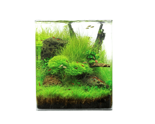 Natureholic crystal clear - natureholic, cube