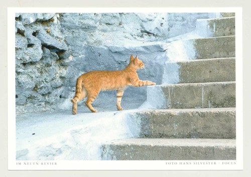 Postkarte katze im neuen - 1, ak