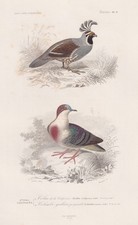 Callipepla Californica Quaglia