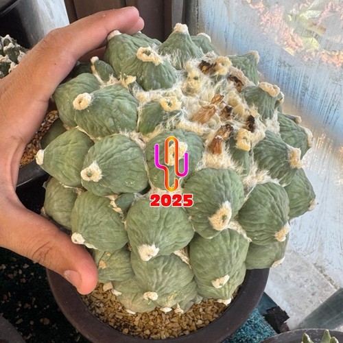 Ariocarpus ret maruibo - ariocarpus,