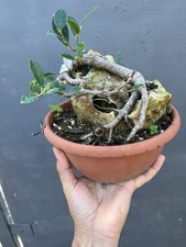 Pre Bonsai Ficus Retusa Su