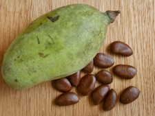 10 Paw Paw Tree Seeds