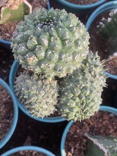 Multi teste Euphorbia