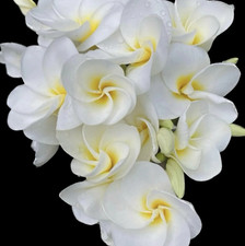 10 semi mix di PLUMERIA KING