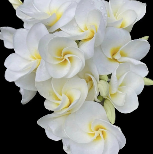 Semi mix plumeria - plumeria, king
