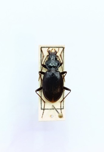 Entomology taxidermy - taxidermy,