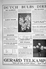 Vecchio 1921 Bulbi Olandesi