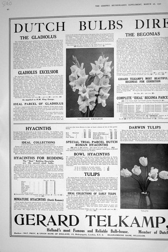 Vecchio 1921 bulbi olandesi - vecchio,