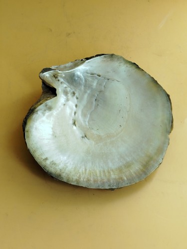 Conchiglia pinctada ostrica - conchiglia,