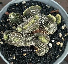 7 cm Geohintonia mexicana WYSIWYG boutique autoradicata 