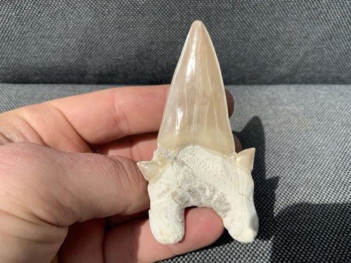 Shark tooth fossil - fossil, in