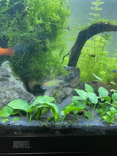 Anubias nana - anubias,