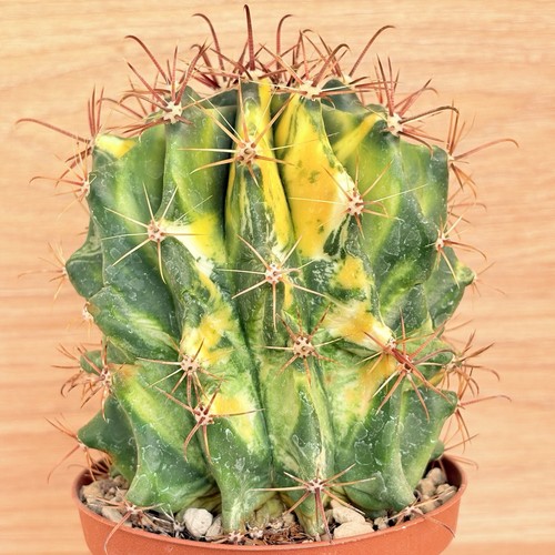 Ferocactus gracilis - , f