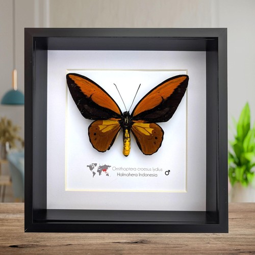 Ornitotteri incorniciati