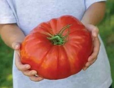 POMODORO GIGANTE - FRUTTI DI OLTRE 3KG, 50 SEMI CON SPEDIZIONE GRATIS + OMAGGIO