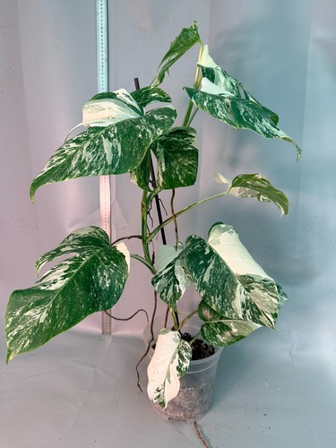 Monstera deliciosa albo - monstera,
