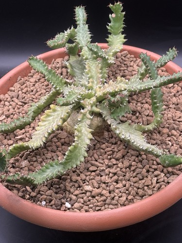 Euphorbia stellata pot 20 - euphorbia,
