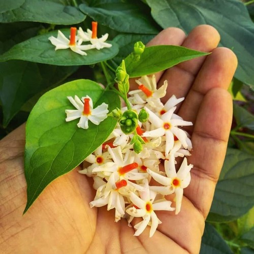 Nyctanthes arbor tristis - nyctanthes, arbor-tristis