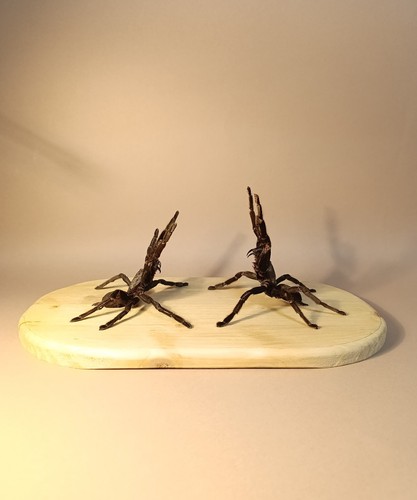 Entomology taxidermy - entomology,