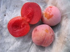 Pianta di susino: varietà Sangue di Drago di 2 anni in vaso. altezza 140-170 cm