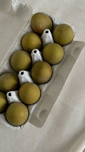 10x uova fertili - fertili,, feconde