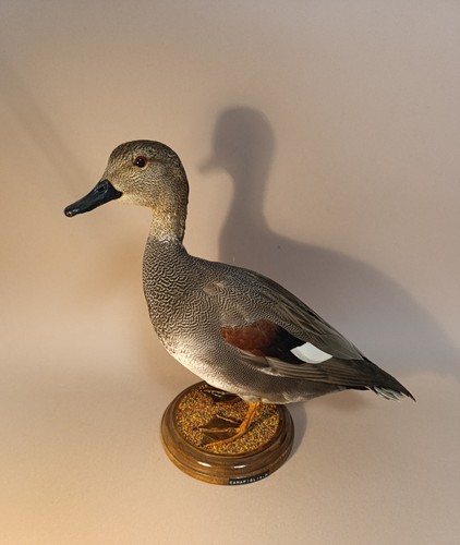 Taxidermy cabinet de - taxidermy,,