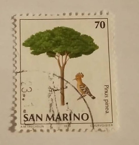 Francobollo san marino pinus - francobollo, marino-pinus