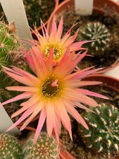Chamaelobivia 'Aurora' Hybride-Echinopsis,Trichocereus