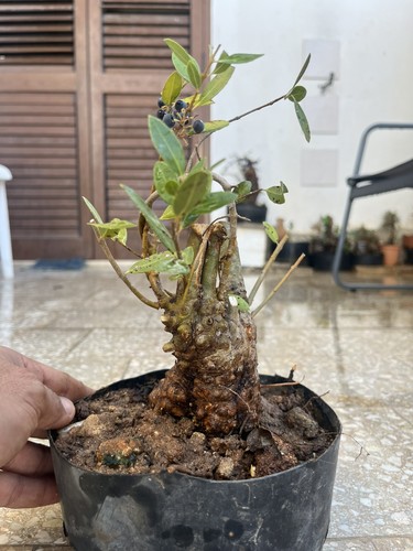 Pianta phillirea bonsai - pianta, phillirea.