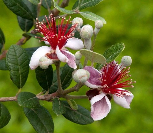 Graines feijoa acca - feijoa,