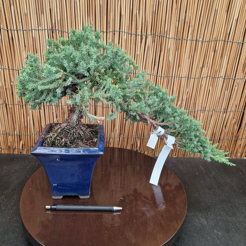 Bonsai ginepro procumbens h - bonsai, di