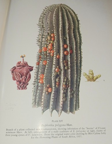 The succulent euphorbieae - the,