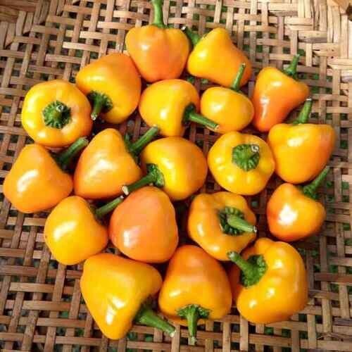 Pepper mini bell - pepper, yellow